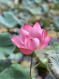 Close-up of pink rose