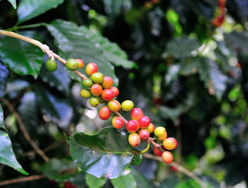 Close-up of red berries growing on tree
