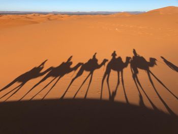 Shadow of people riding camels on sand