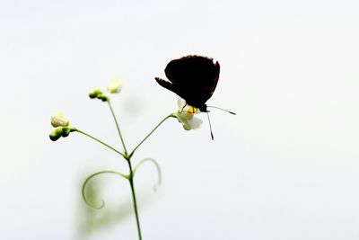 Close-up of plant over white background