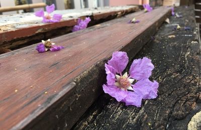 Close-up of pink flower on wood