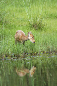 Side view of a duck in water