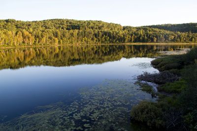 Reflection of trees in calm lake