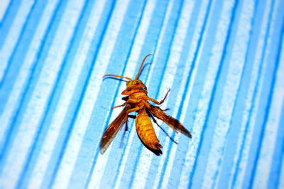 Close-up of dead insect on blue table