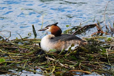 Duck in a lake