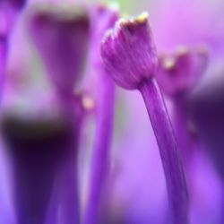 Close-up of pink flower