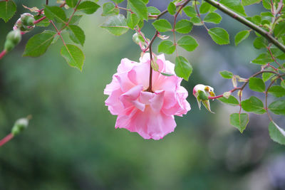 Close-up of pink flowering plant