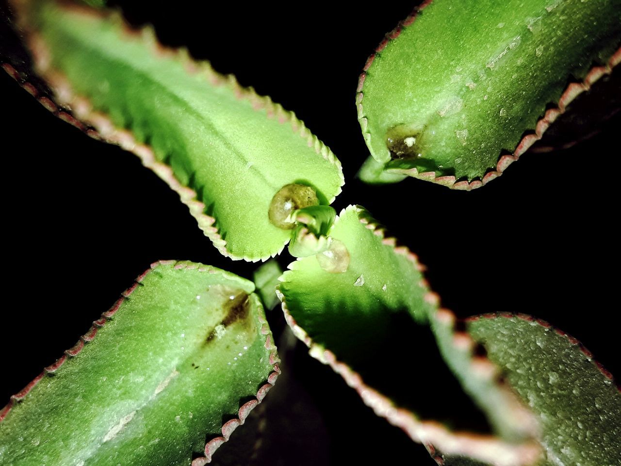 green color, leaf, close-up, plant, nature, no people, freshness, growth, outdoors, water, animal themes, beauty in nature, day