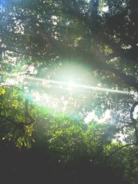 Sun shining through trees