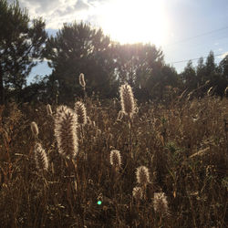 Plants growing on field against sky