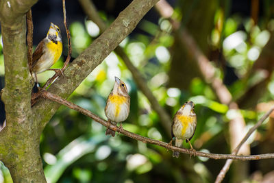 Bird perching on branch