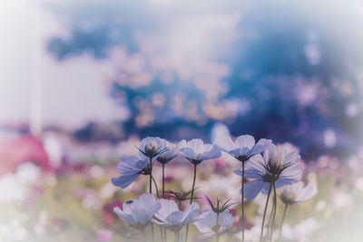 Close-up of pink flowering plant against sky