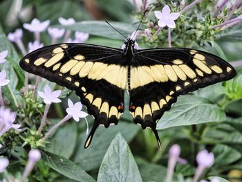 Close-up of butterfly perching on plant