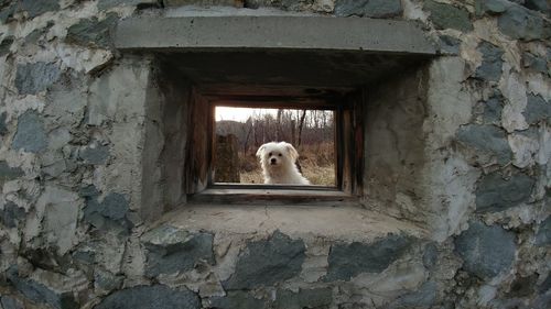 View of a dog looking through window