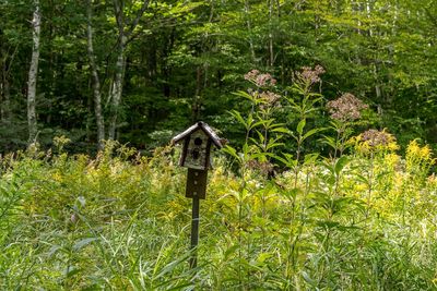 Plants growing on land in forest