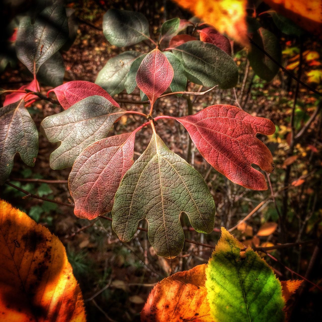 growth, leaf, nature, close-up, plant, fragility, beauty in nature, season, flower, freshness, autumn, focus on foreground, change, outdoors, field, red, day, sunlight, leaves, no people