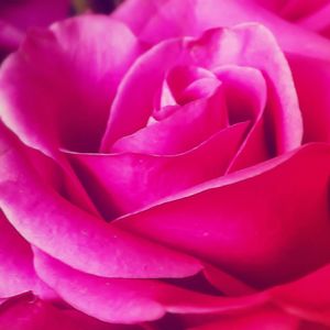 Close-up of pink rose