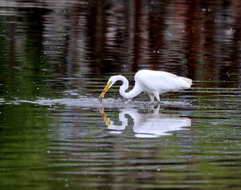 Bird in a lake