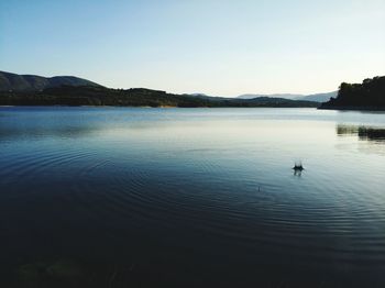 Swan swimming in lake against clear sky