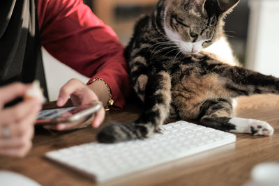 Cat and a girl with a laptop keypad on the table