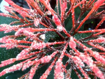 Close-up of red leaves on tree