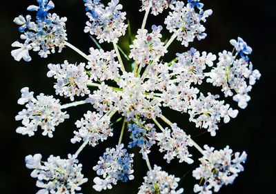 Close-up of white flowering plants against black background