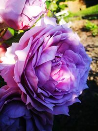 Close-up of flower