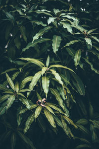 Close-up of fresh green plant