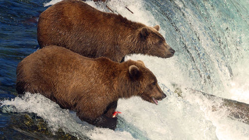 High angle view of grizzly bears in river