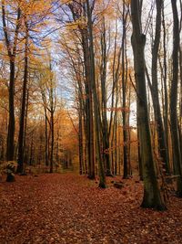 Trees in forest during autumn