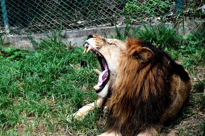 Close-up of horse yawning