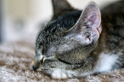 Close-up of cat sleeping