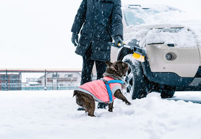 Person and french bulldog dog playing by the car in a snowy winter day