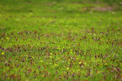 Full frame shot of grass on field