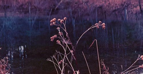 Close-up of plants against calm lake