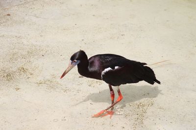 Bird on ground