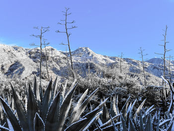 Scenic view of landscape against clear blue sky