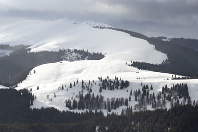 Panoramic view of trees on snowcapped mountain against sky