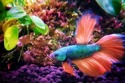 Multi colored swimming in aquarium