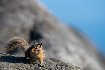 Close-up of squirrel on rock