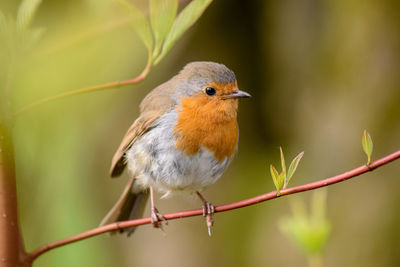 Close-up of bird perching on twig