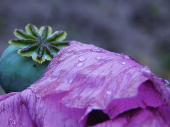 Close-up of wet purple flower with opium poppy bud