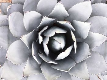 Full frame shot of succulent plant