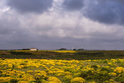 View of yellow flowering plants on field against cloudy sky