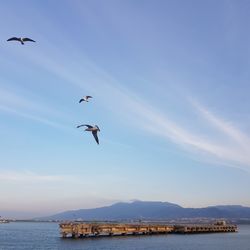 Birds flying over sea against sky