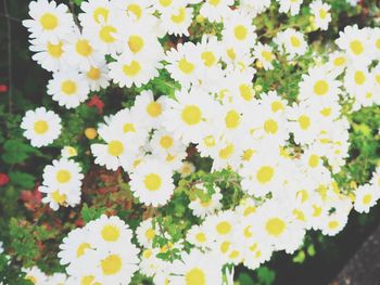 Close-up of fresh yellow flowers blooming in park