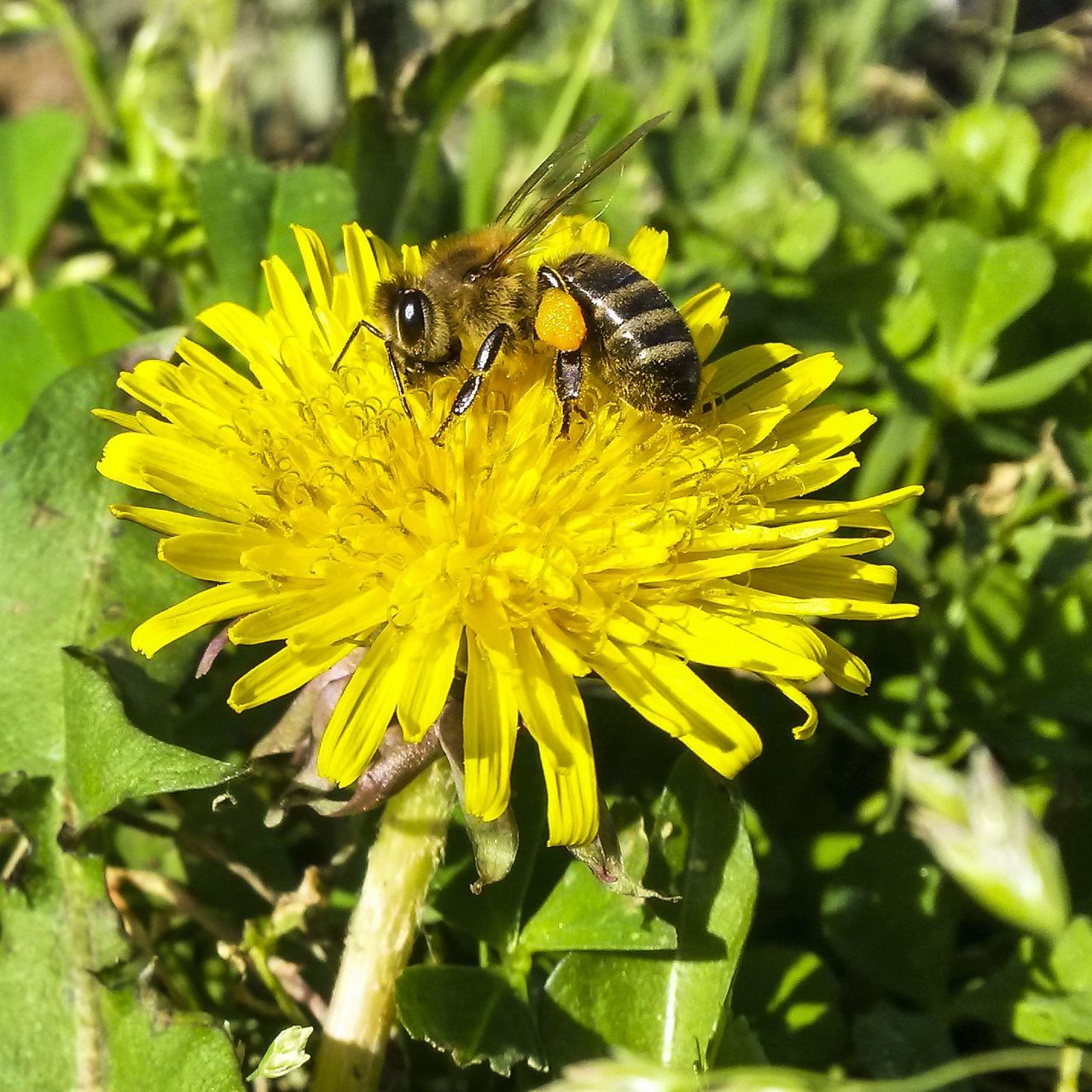 flower, yellow, nature, fragility, beauty in nature, insect, animal themes, plant, growth, animals in the wild, petal, freshness, one animal, flower head, pollen, close-up, animal wildlife, outdoors, blooming, no people, pollination, day