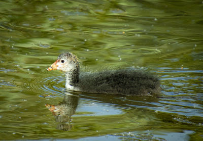 High angle view of duck swimming in lake