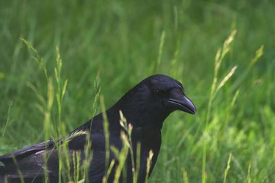 Black bird perching on a land