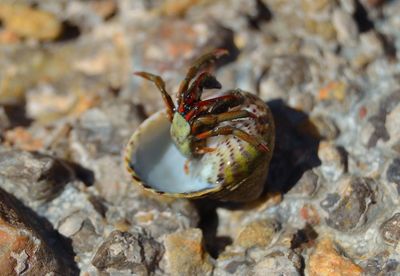 Close-up of crab